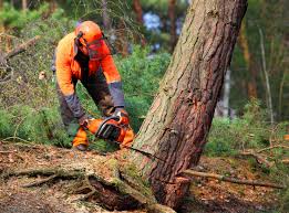 Professional Tree Services in Southside, AR